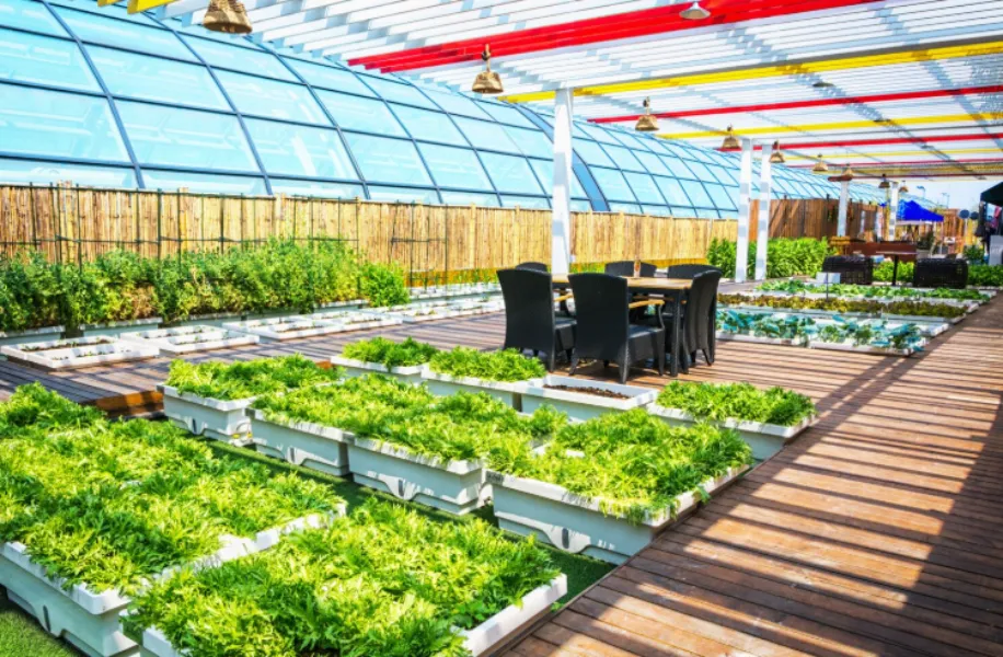 Organic Terrace Vegetable Garden in Nagpur for Urban Living