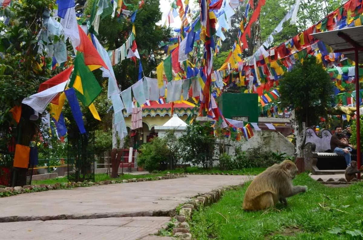 Places To Visit In Darjeeling
Tiger Hill
Tiger Hill, Darjeeling Overview
Lying at an altitude of ...