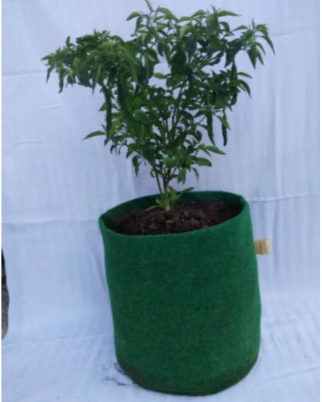 Soilless Potting Mix in Nagpur for Better Plant Growth