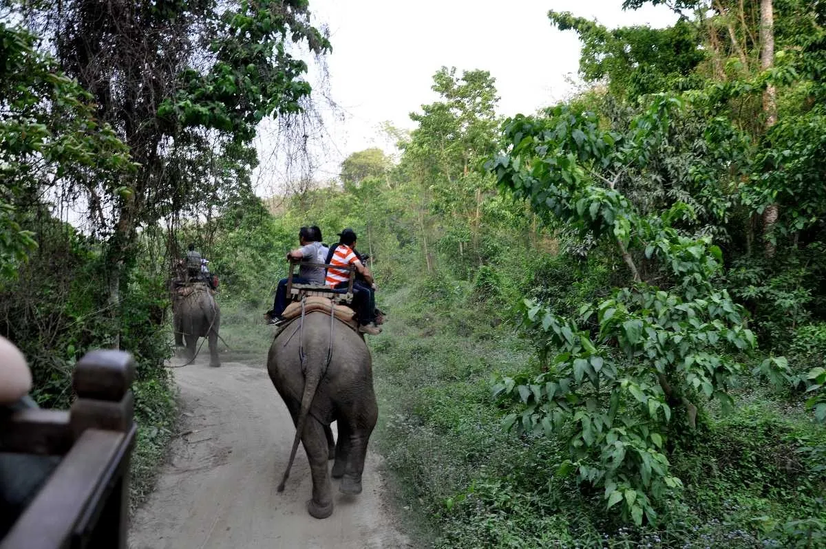 Places To Visit in Nepal
Chitwan National Park
Chitwan National Park Tourism
Chitwan National Par...