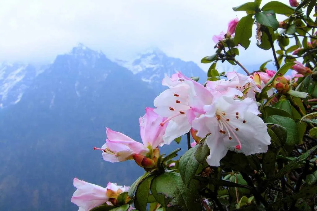 Places to Visit in Darjeeling and Gangtok
Shingba Rhododendron Sanctuary
Shingba Rhododendron Sanc...