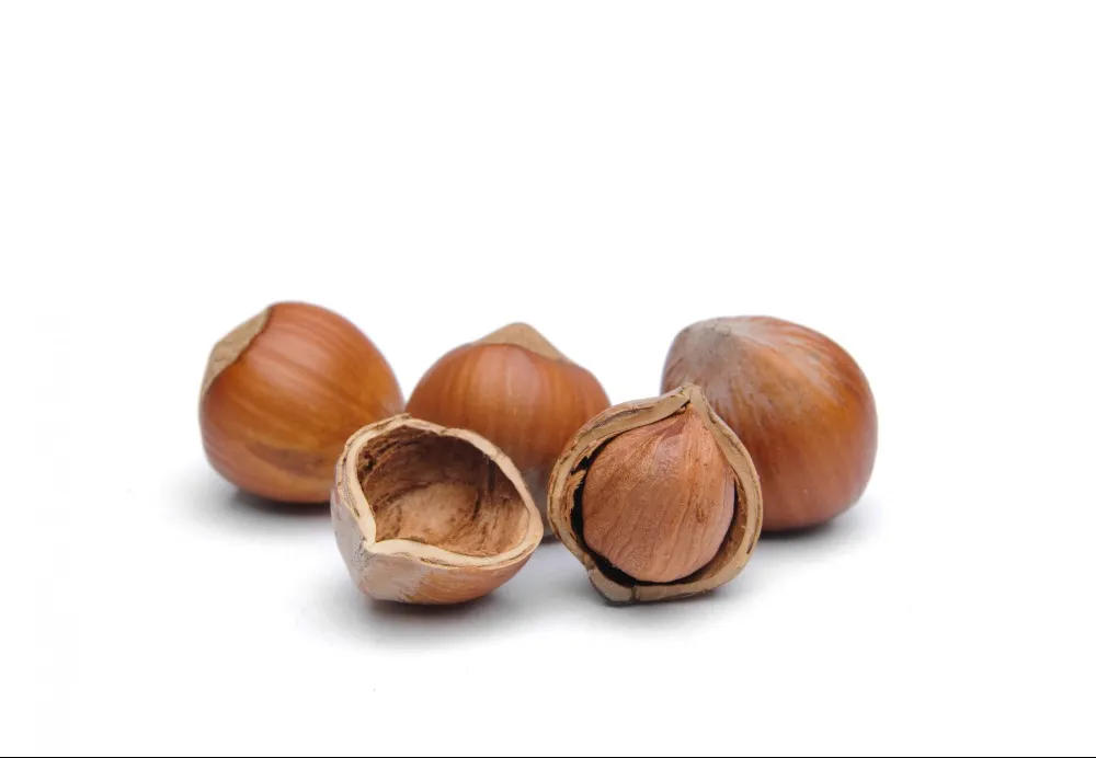 Hazelnut in Purasaiwalkam for Rich Flavour and Premium Appeal