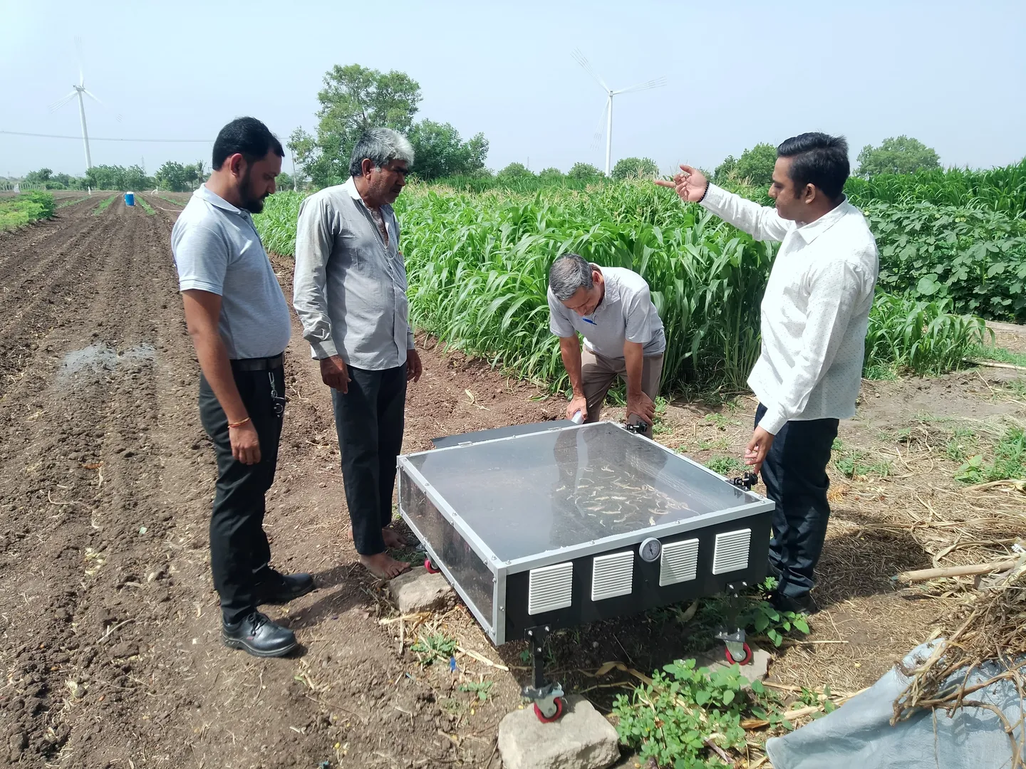 Solar Drying In Haryana