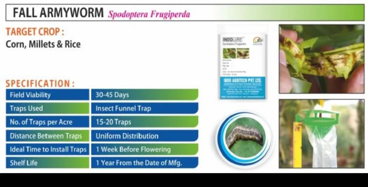 FALL ARMYWORM (Spodoptera Frugiperda)