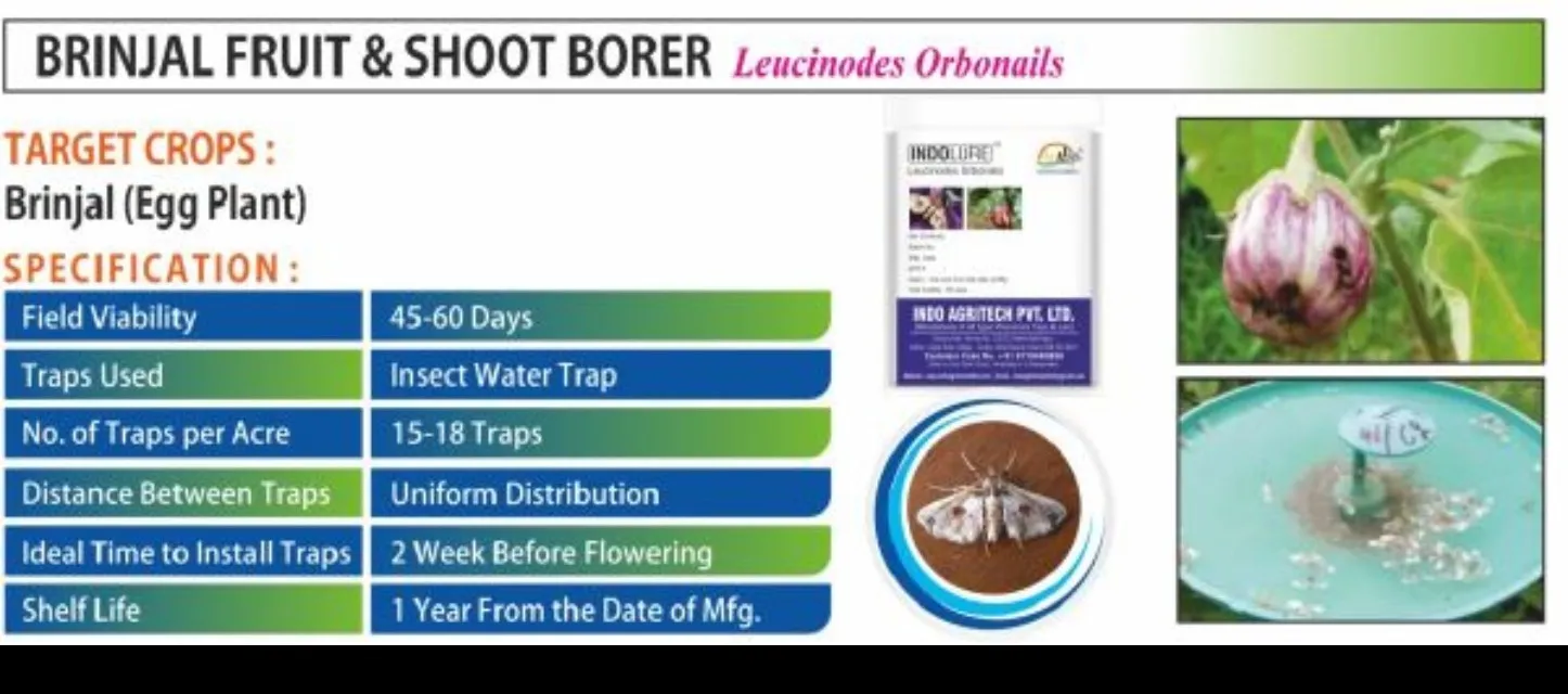 BRINJAL FRUIT & SHOOT BORER (Leucinodes Orbonails)