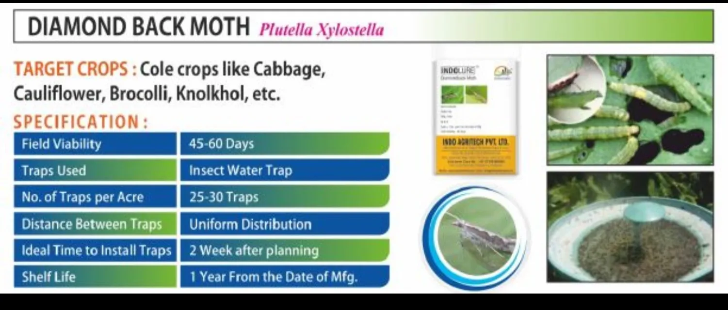 INDOLURE For monitor and control the DIAMOND BACK MOTH (Plutella Xylostella)