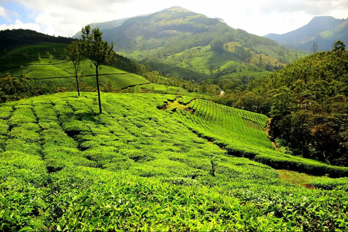 Places To Visit In Munnar
Wonder Valley Adventure and Amusement Park
Wonder Valley Adventure and A...