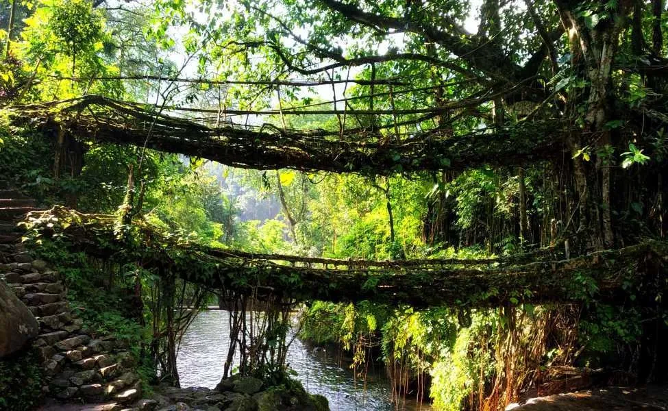 Tourist places in Meghalaya
Double Decker Living Root Bridge
Double Decker Living Root Bridge, Che...