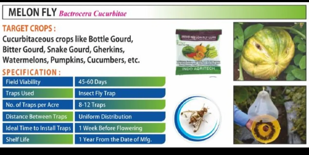 INDO MELON FLY LURE- Protect your fruits and Vegetables Today! From Bactrocera Cucurbitae?