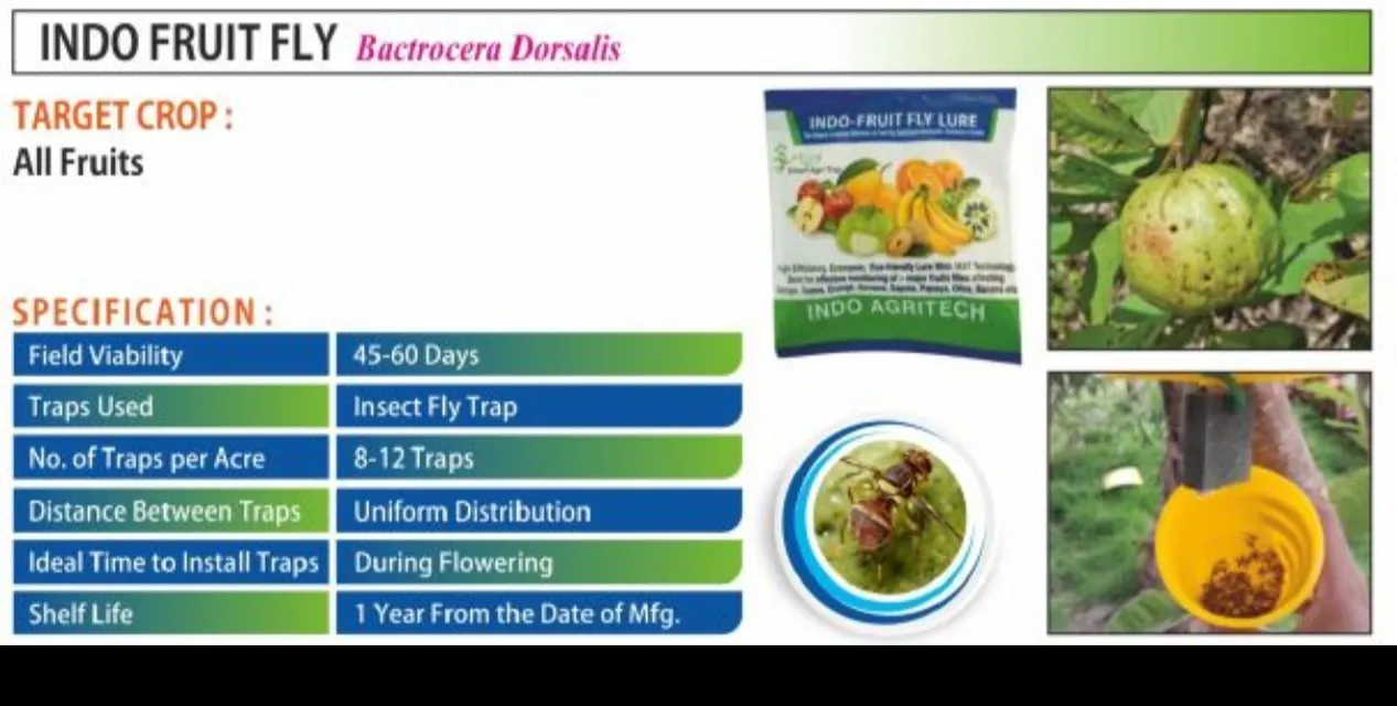 INDO FRUIT FLY LURE (Bactrocera Dorsalis) Why Fruit Fly Control is Crucial?