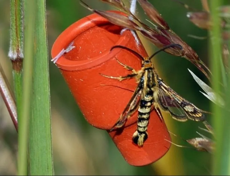 Indo Pheromone Lure and Trap for Effective Pest Management