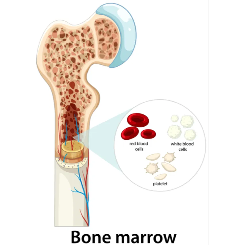 Bone Marrow Transplant Expert in Nagpur for Advanced Pediatric Blood Care