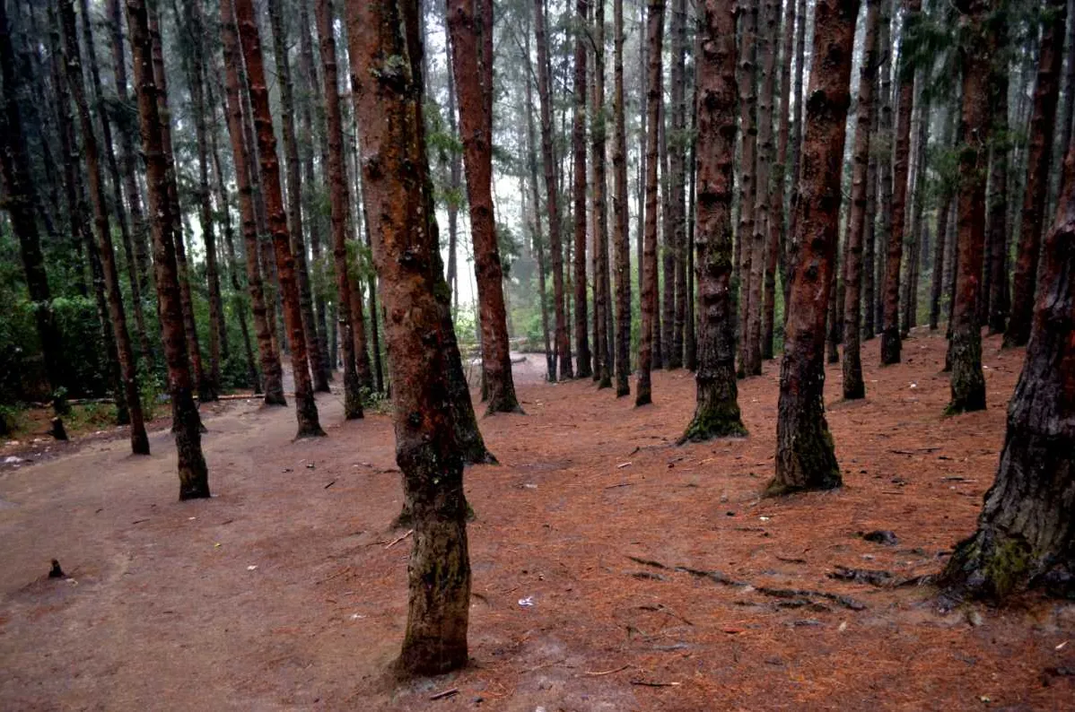 Places To Visit In Ooty
Tiger Hill Ooty
Tiger Hill, Ooty Overview
Located at a distance of 6 kms ...