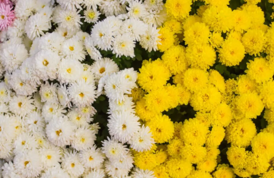 Chrysanthemum Flowers in Wilson Garden Bangalore for Vibrant Arrangements