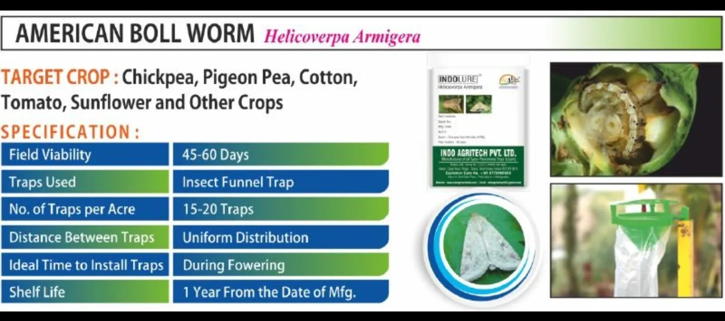 INDO LURE – American Boll Worm (Helicoverpa Armigera)