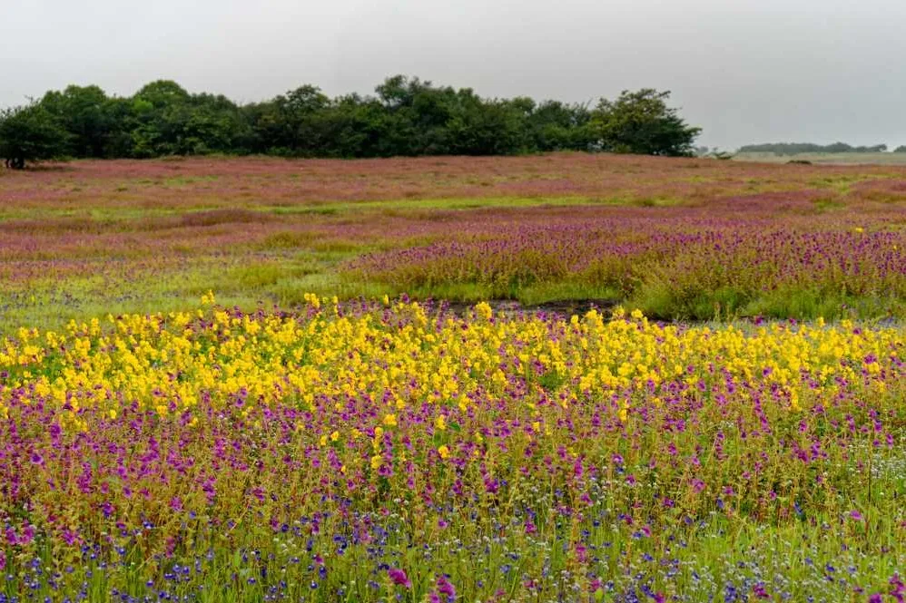 Tourist places in Maharashtra
Panchgani
Panchgani Tourism
Deriving its name from the five hills s...