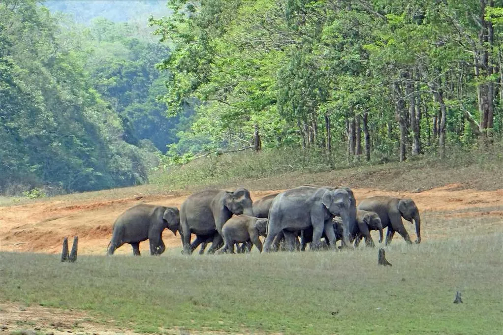 Tourist Places in Kerala
Periyar National Park
Periyar National Park, Thekkady Overview
The Periy...