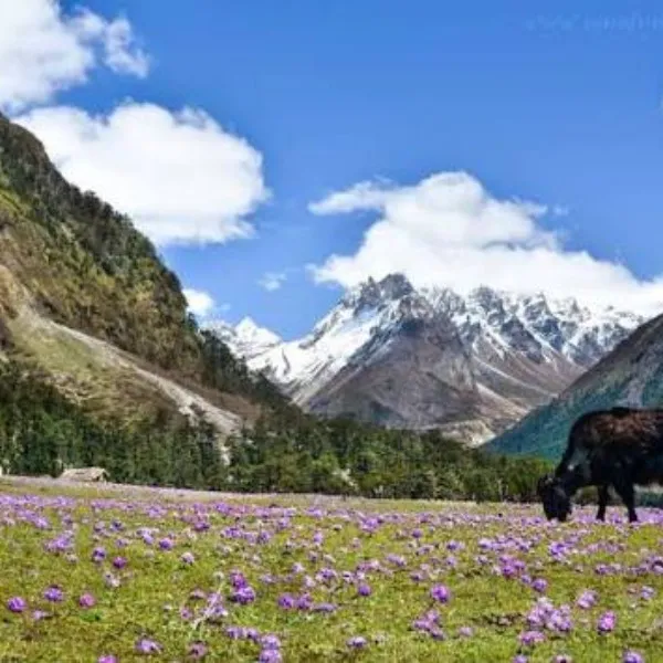 Tourist Places in Sikkim
Thangu Valley
Thangu Valley, North Sikkim Overview
Thangu, situated at a...