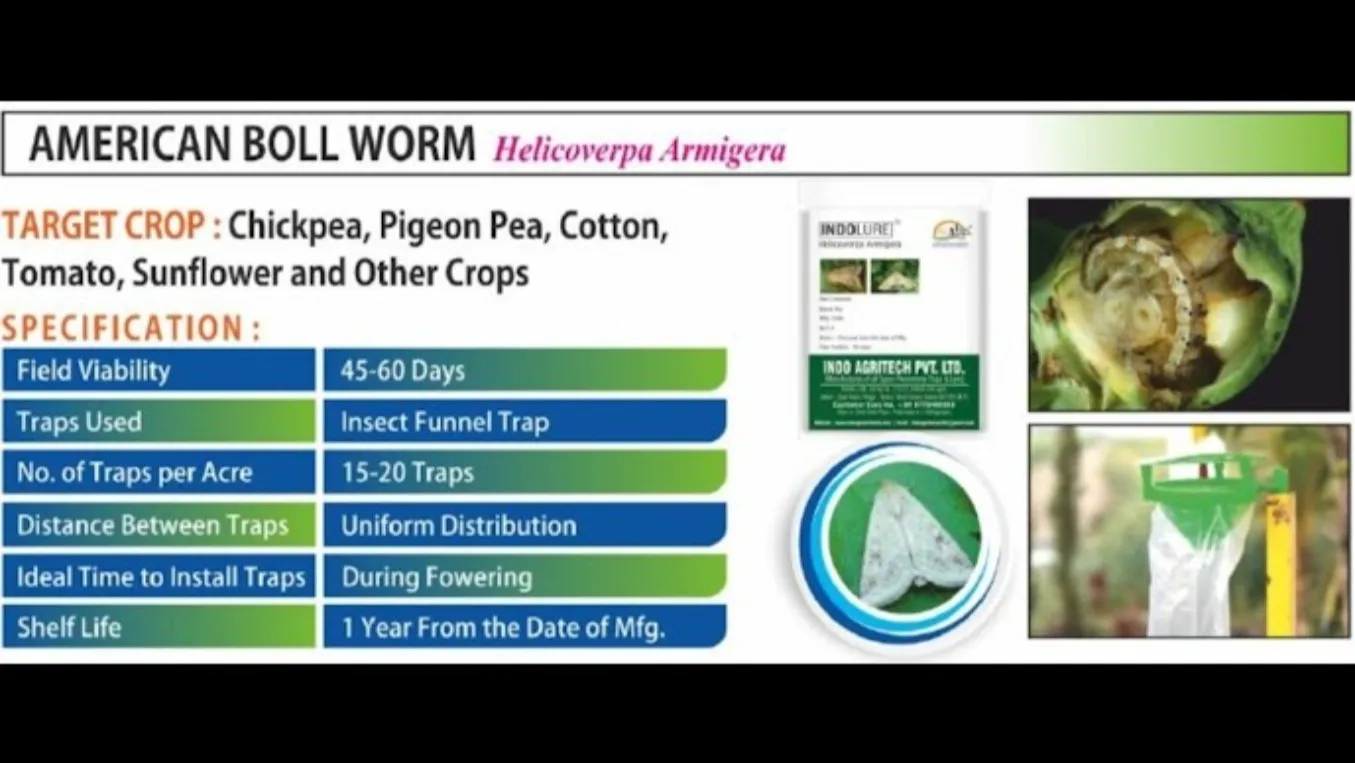INDO LURE โ American Boll Worm (Helicoverpa Armigera)
Product details and Pest Managements ๐wit...