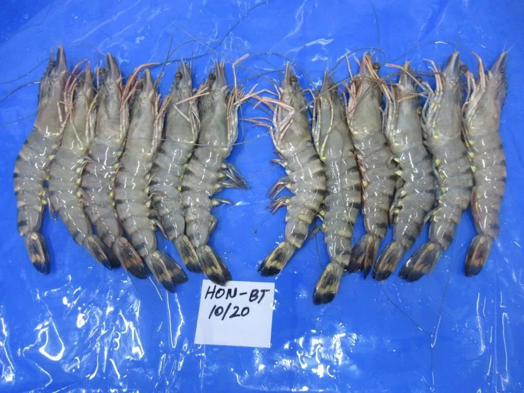 HEAD ON BLACK TIGER SHRIMPS 10/20 SIZE