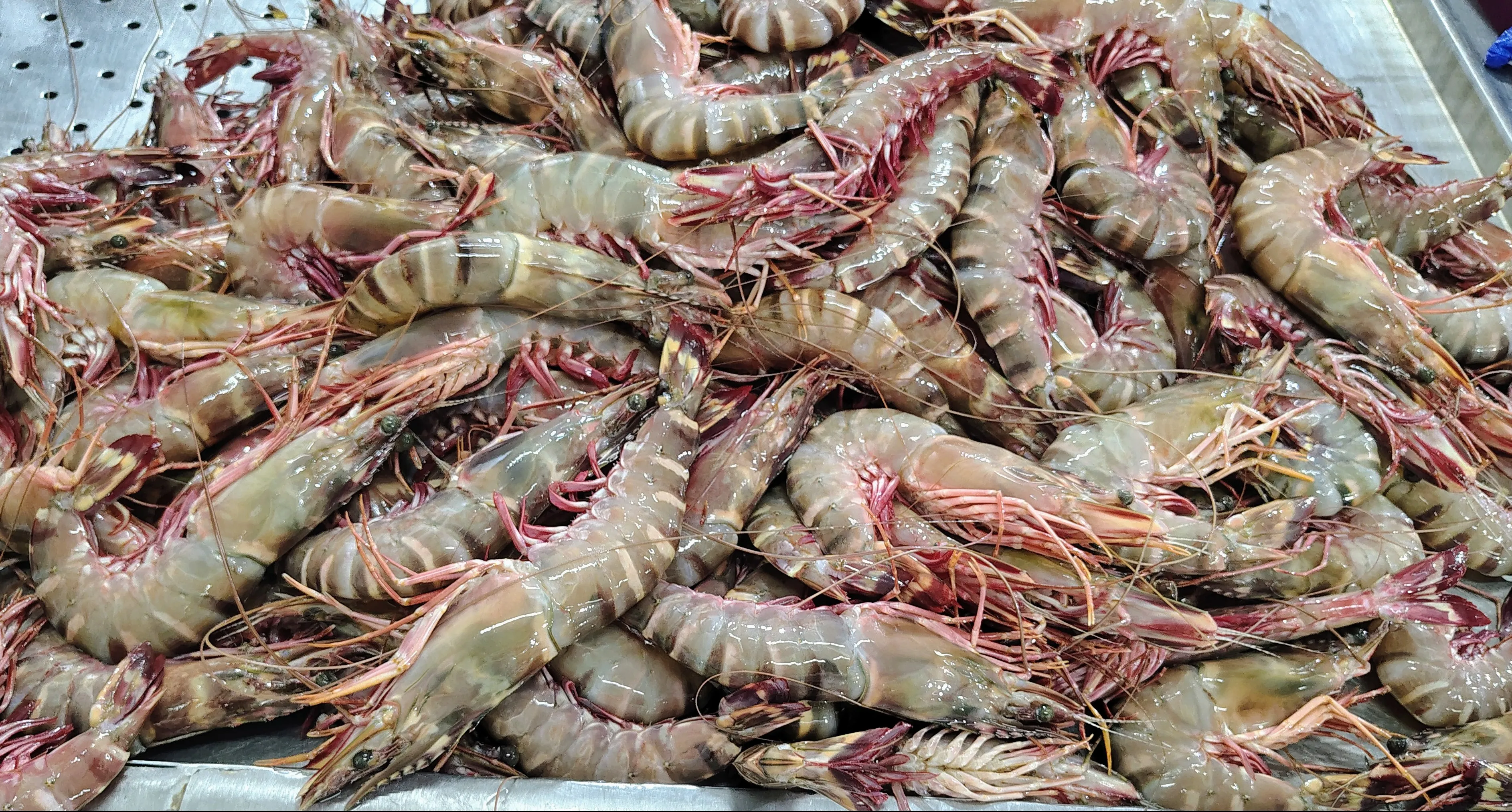 Head on sea tiger (ST) shrimps & prawns