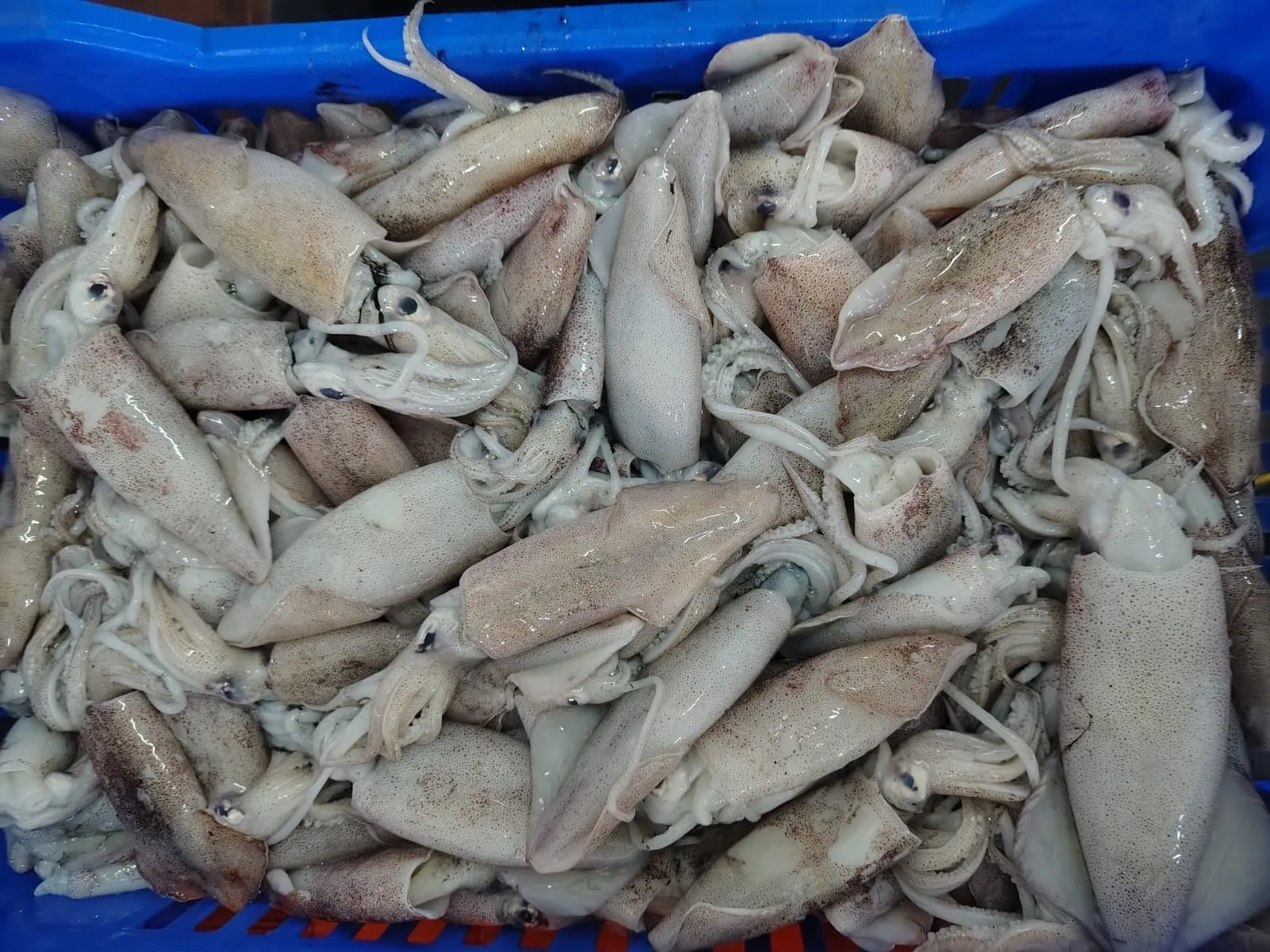 SQUID loligo/round squid