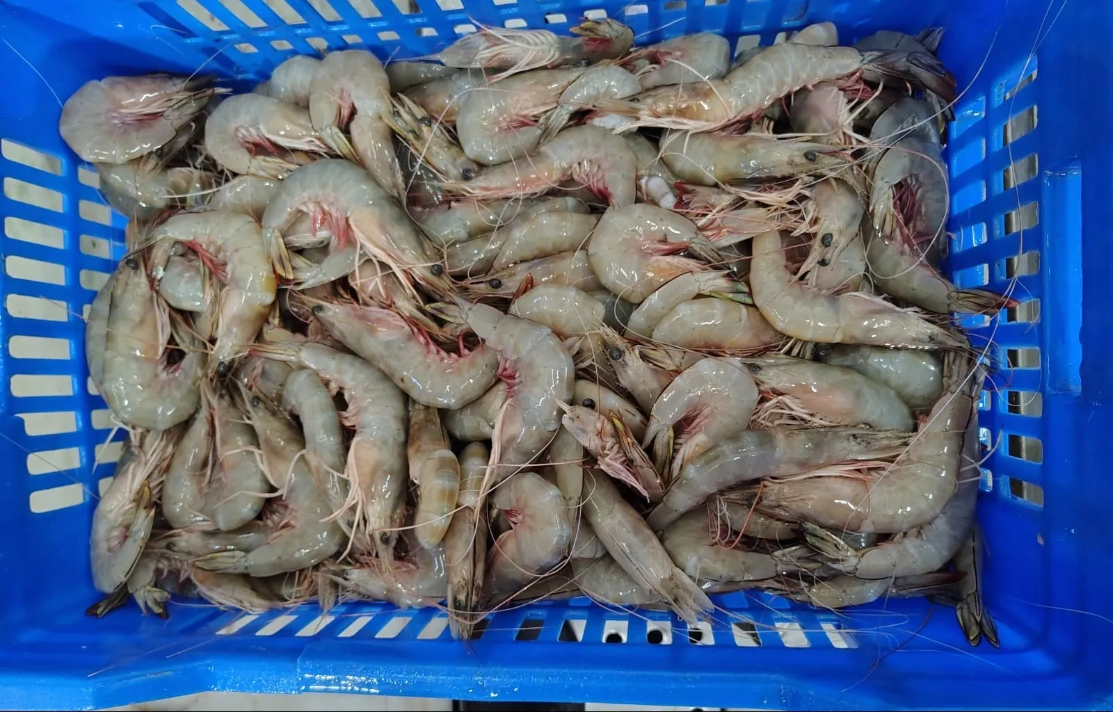 HEAD ON SEW WHIT SHRIMPS/PRAWNS