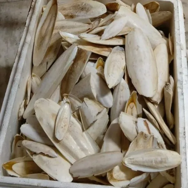 CUTTLEFISH DRIED BONE AT K V MARINE EXPORTS