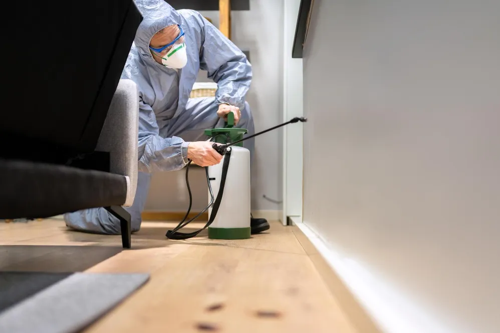 Termite Pest Control Companies Near Me in Goregaon for Protecting Property from Hidden Damage