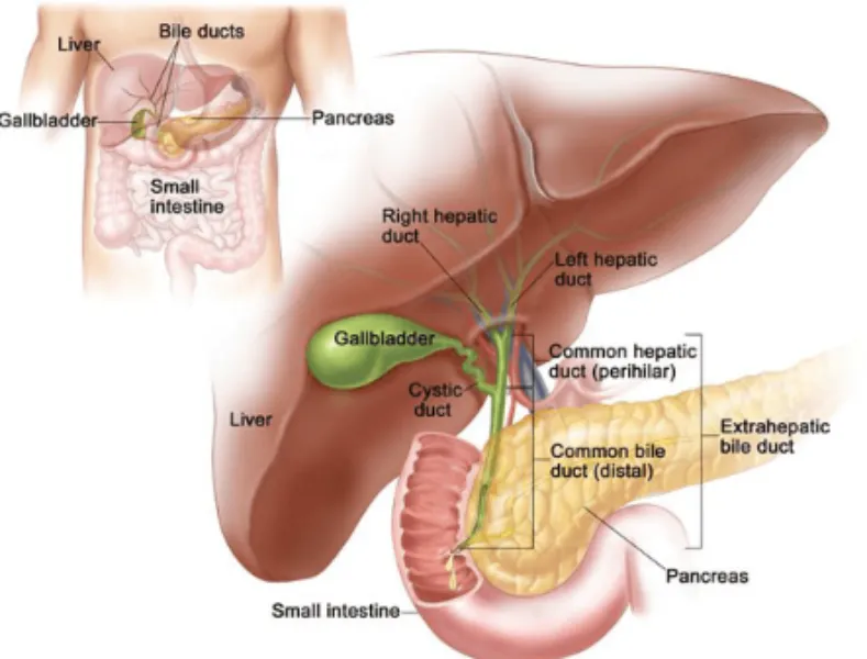 Hepato-Pancreato-Biliary (HPB) Surgery Specialist in PCMC – Advanced Care for Complex Conditions