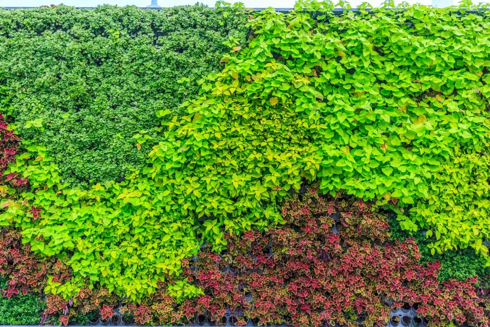 Vertical Garden in Thane – Bringing Nature Closer to Urban Living