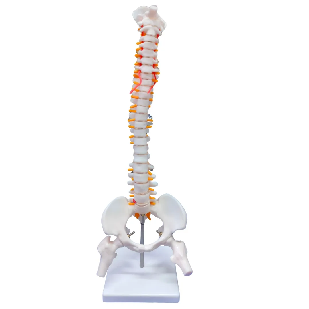 Human Mini Spine Model In Gautam Buddha Nagar