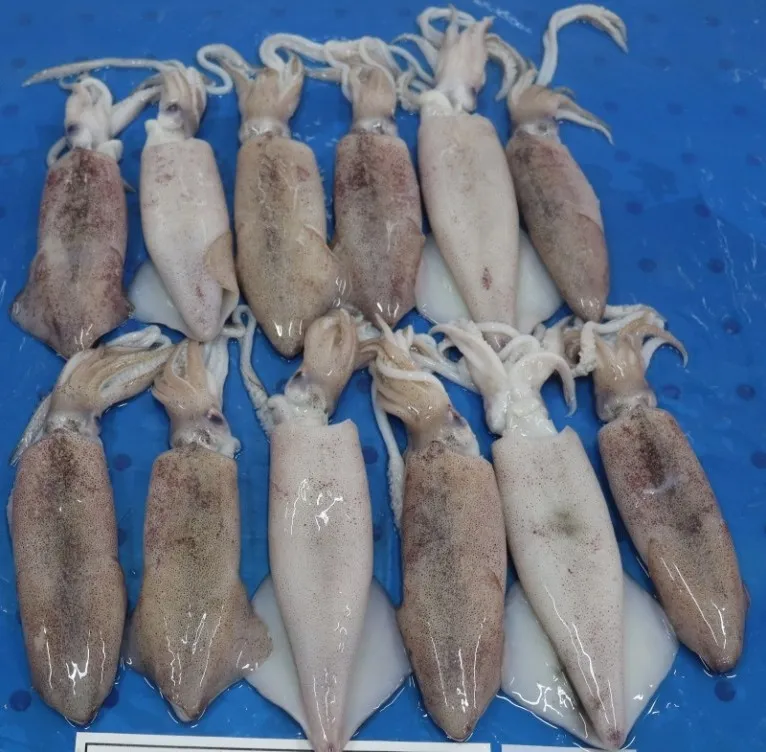 SQUID WHOLE BLOCK FROZEN