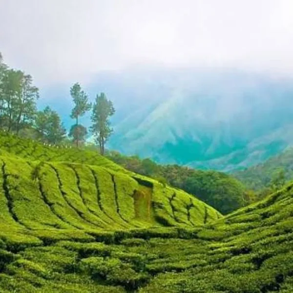 Tourist Places in Kerala
Munnar
Munnar Tourism
Famous for the tea estates, greenery, winding roa...