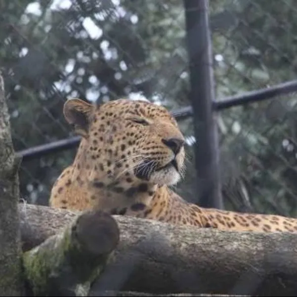 Places To Visit In Nainital
G B Pant High Altitude Zoo
Nainital Zoo, Nainital Overview
Establishe...