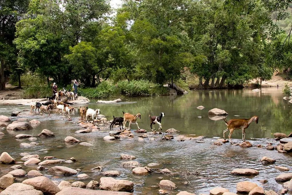 Top Things to do in Munnar
Chinnar Wildlife Sanctuary
Chinnar Wildlife Sanctuary, Munnar Overview
...