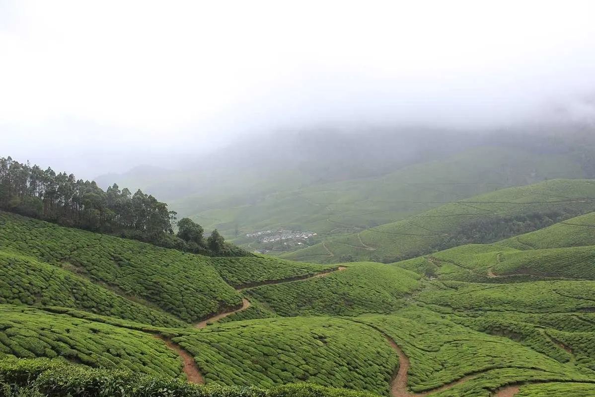 Top Things to do in Munnar
Kolukkumalai Tea Estate
Kolukkumalai Tea Estate, Kolukkumalai Overview
...