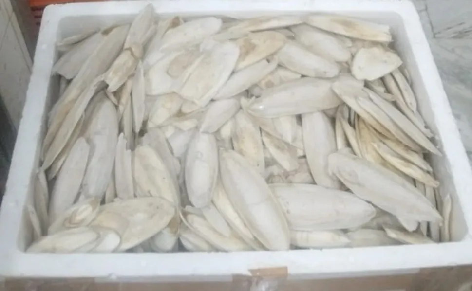 CUTTLEFISH BONE AT K V MARINE EXPORTS