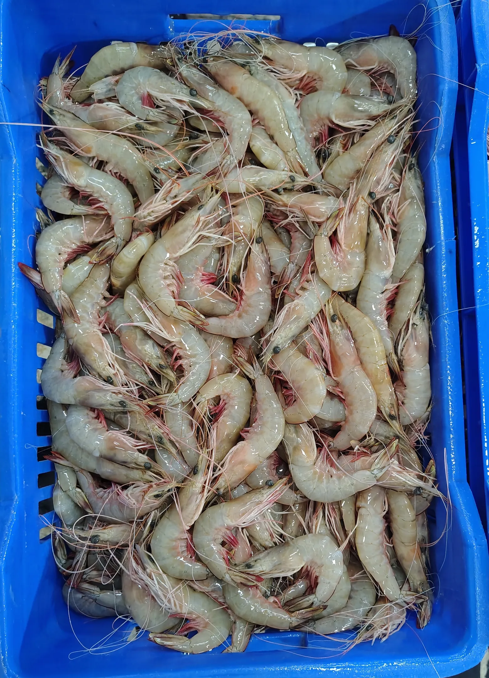 HEAD ON SEA WHITE SHRIMPS
