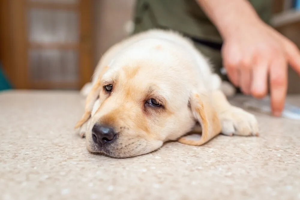 Dog suddenly became weak: what does it mean?