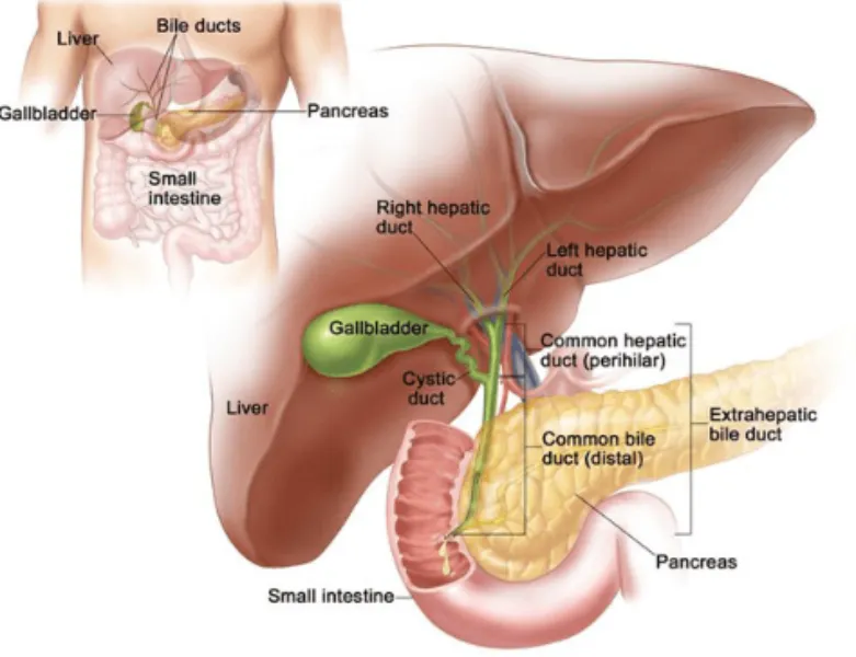 Hepato-Pancreato-Biliary (HPB) Surgery Specialist in PCMC: What It Is and When You Might Need It