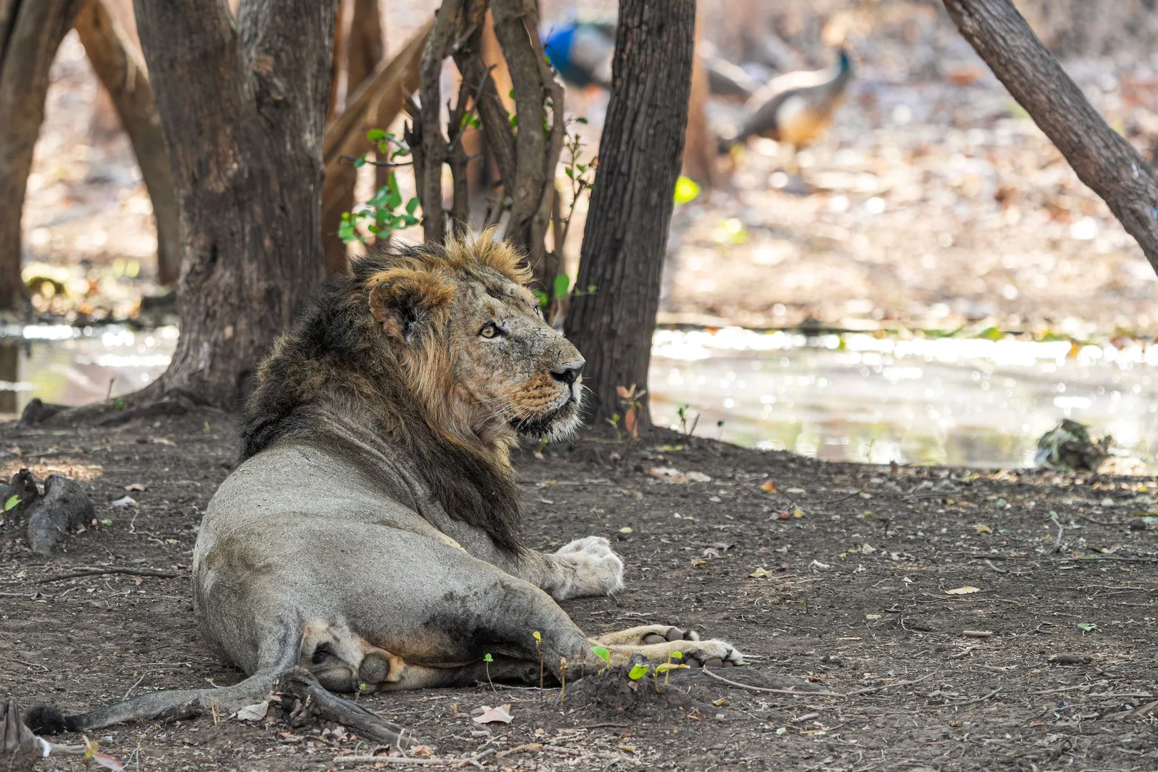 Places to Visit in Gujarat
Gir National Park
Gir National Park Tourism
Gir National Park and Wild...