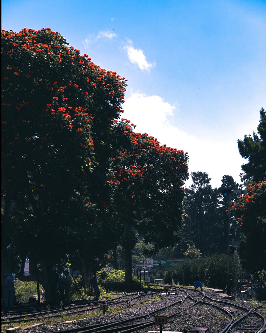 Tourist places in Tamil Nadu
Ooty
Ooty Tourism
Nestled amidst Nilgiri hills, Ooty, also known as...