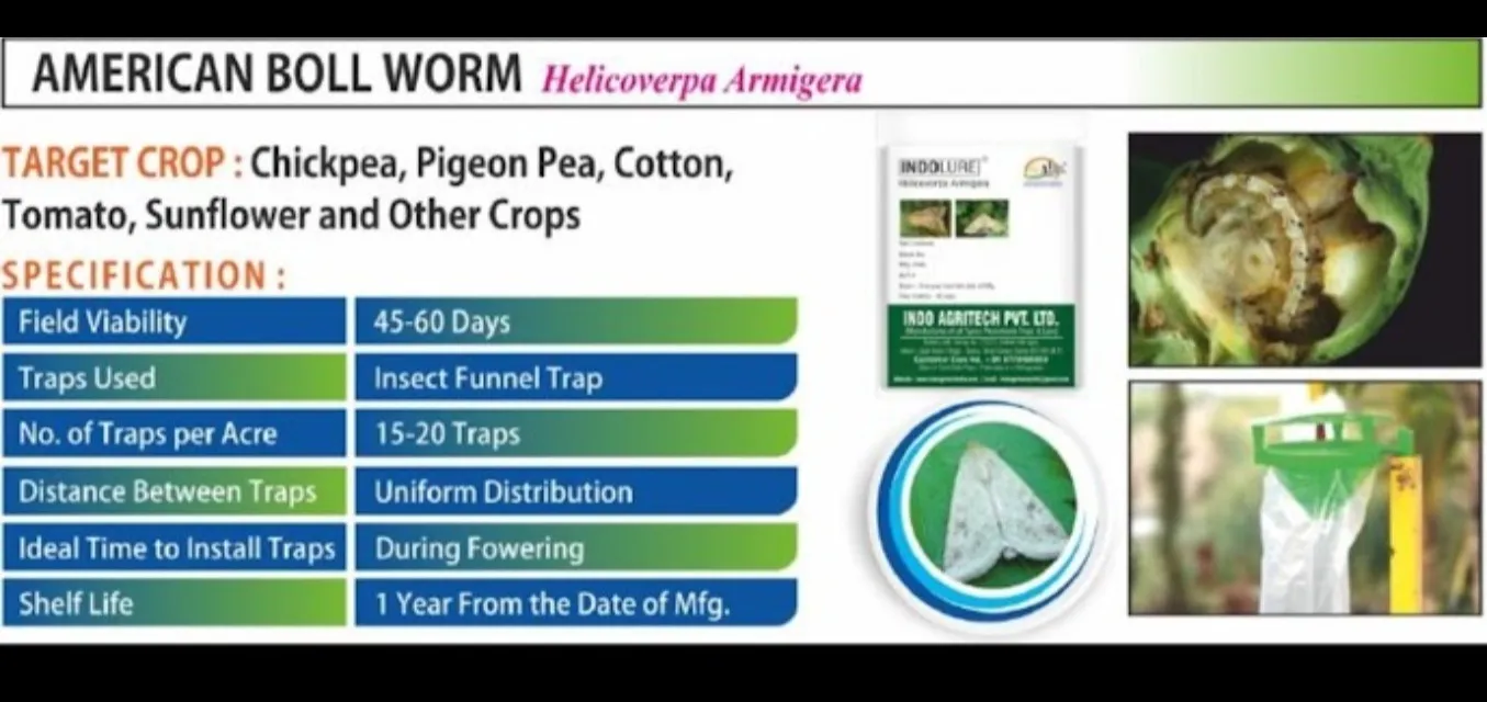 The American Bollworm (Helicoverpa armigera) is one of the most destructive pests affecting cotton, ...