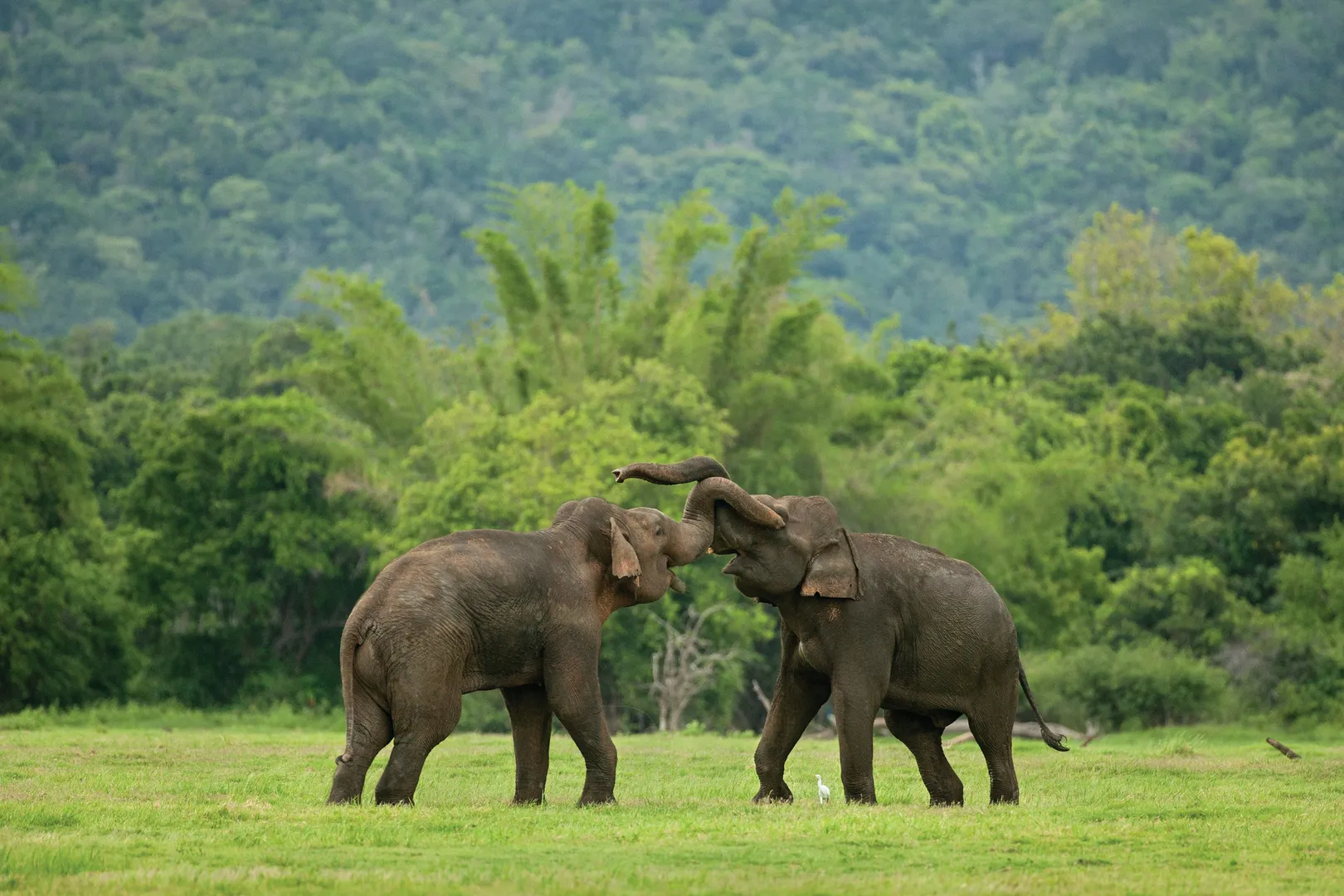 Places To Visit In Coorg
Dubare Elephant Camp
Dubare Elephant Camp, Coorg Overview
Once a trainin...