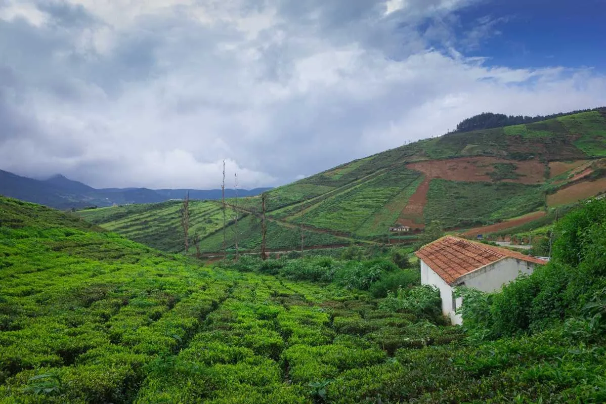 Places To Visit In Coorg
Brahmagiri Wildlife Sanctuary
Brahmagiri Wildlife Sanctuary, Coorg Overvi...