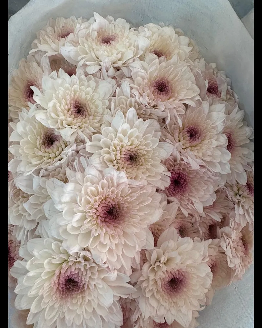 How to Combine Roses, Carnations and Chrysanthemums in One Arrangement