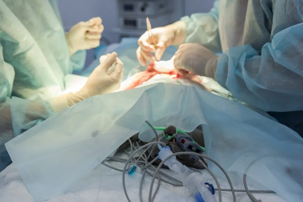 How to Choose the Right Gynecologic Surgeon for Minimally Invasive Surgery