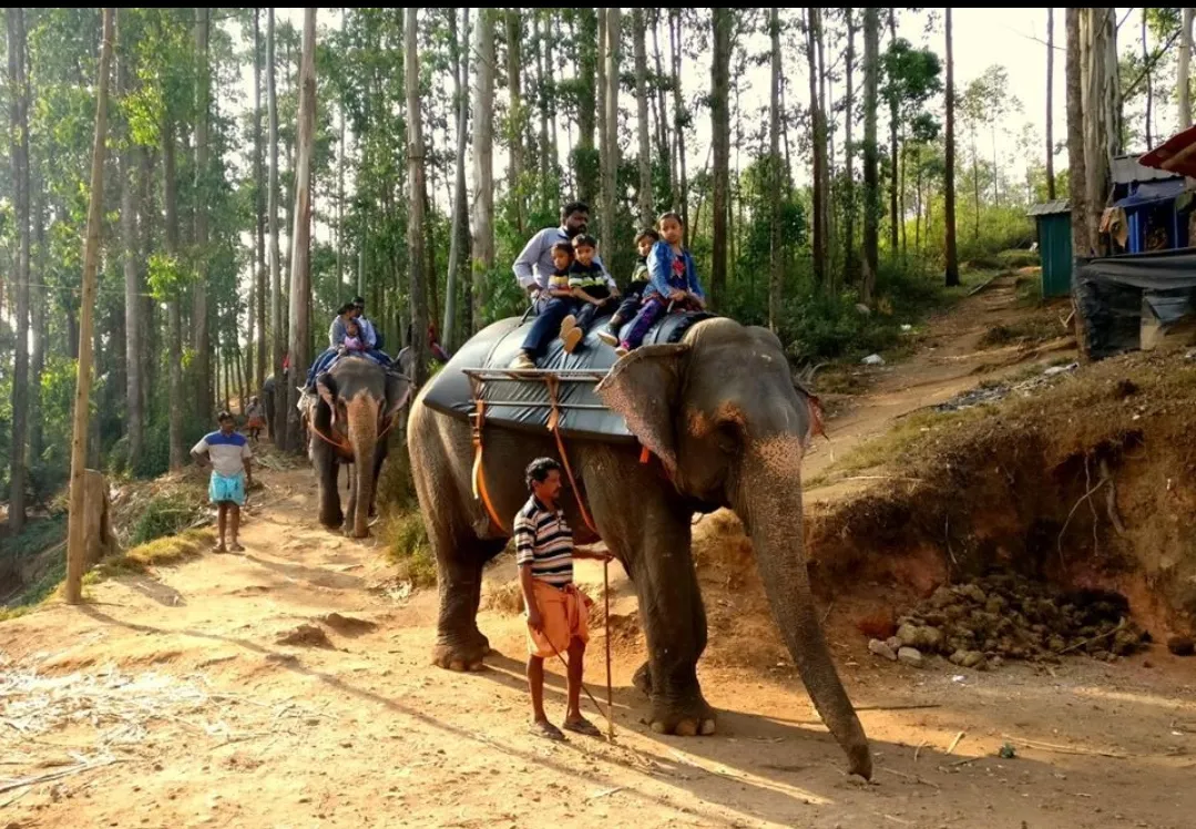 Munnar Elephant Ride is a popular activity for tourists visiting Munnar. Elephant rides and elephant...