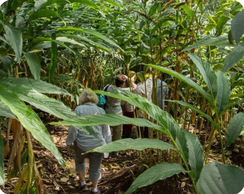 Visit Munnar Spices Garden is a beautiful plantation area where tourists can explore aromatic crops ...